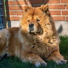 The chow chow is a dog breed originally from northern china. Chow Chow Dog Breed Information And Pictures Fluffyhund