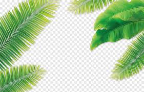 Download transparent palm leaves png for free on pngkey.com. Green Palm Leaves Png Images Pngegg