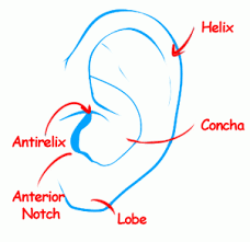 How To Draw Anime Ears Draw Manga Ears Step 1 Anime Drawings Anime Tutorial Manga Drawing