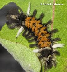 Euchaetes egle, the milkweed tiger moth or milkweed tussock moth, is a moth in the family erebidae and the tribe arctiini, the tiger moths. Milkweed Tussock Moth Or Milkweed Tiger Moth Euchaetes Egle Drury 1773 Butterflies And Moths Of North America