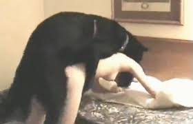 Surprise] viagra ingestion has dog wwwwwwwwwwwwwwwwwwwwwwww (GIF image is)  - 2/14 - Porn Image