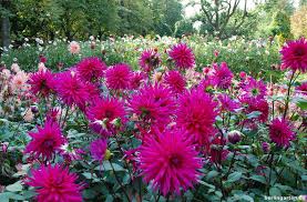 Maybe you would like to learn more about one of these? Lohnt Sich Das Dahlienfeuer Im Britzer Garten Berlingarten