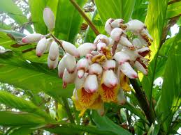 Image result for Alpinia zerumbet
