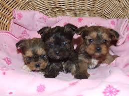 Craigslist oahu has some privately owned ones. Shorkies Cute Dogs Yorkie Cute Animals
