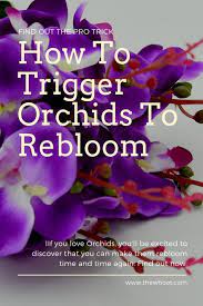 How To Make An Orchid Plant Rebloom Video Instructions The Whoot Orchid Plant Care Repotting Orchids Orchid Plants