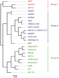Gene Transformation- Agrobacterium Antifreeze Protein Research