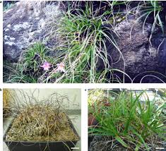 Image result for Xerophyta humilis