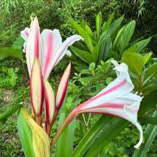 Image result for Crinum rautanenianum