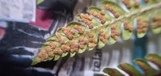 Image result for Megalastrum lanuginosum