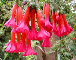 Image result for Cantua