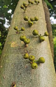 Image result for Ficus bubu