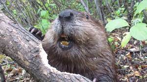 Often a species may cause damage at several growth stages. Here S A Rare Close Up Look At How A Beaver Can Chew Through A Tree Limb Digg