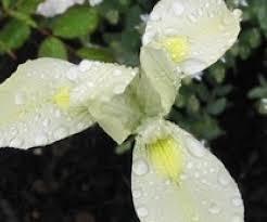 Image result for Moraea