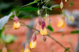 Image result for Aeollanthus homblei