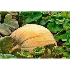 Image result for Cucurbita maxima