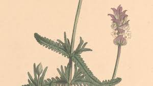 Image result for Lavandula dentata