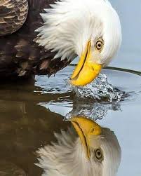صورة معكوسة الصورة المعكوسة هو انعكاس سبحان المبدع المصور Facebook