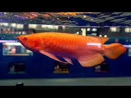 Arowana Fish World Championship Cips 2018 Aquarium Co Op Youtube Ikan