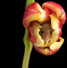 Valitse laajasta valikoimasta samankaltaisia kohtauksia. Field Mice Love To Sleep Inside Tulips Don T Ask Me How He Backed In There Aww