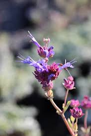 Image result for Salvia stenophylla