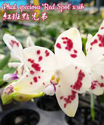 phal speciosa red spot x sib 紅斑點兄弟 japanese pearls blooming flowers pink ladies