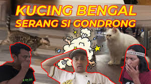 Oleh pengasuh kucingdiposting pada 29/05/2020. Kucing Bengal Serang Si Gondrong Youtube