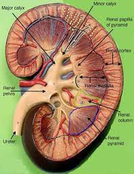 Pin By Brooke Bourgeois On School Stuff Kidney Anatomy Digestive System Anatomy Renal Physiology