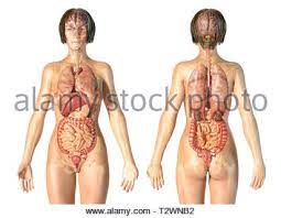 Anatomy of ilioinguinal and iliohypogastric nerves in relation to trocar placement and low transverse incisions. Female Anatomy Of Internal Organs With Skeleton Rear And Front Views Stock Photo Alamy