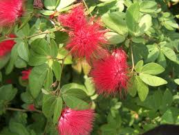 Image result for Calliandra haematocephala