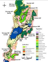 Image result for Rubus kirungensis