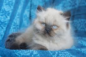 We did not find results for: 14 Cute Cat Breeds Ragdolls Egyptian Mau And More