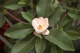 Find us in the best boutiques or online stores. Sweetbay Magnolia Is An Excellent Native Tree