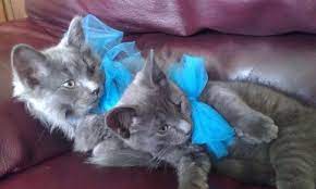 Beautiful maine coon mix kittens (jys > manchester new jersey) pic hide this posting restore restore this posting. Free On Craigslist Most Beautiful Kittens Ever Persian Kittens For Sale Beautiful Kittens Persian Kittens