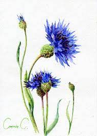 Cornflowers Blue Flowers Watercolor Original Painting From The Artist Watercolor Flowers Paintings Flower Painting Flower Art