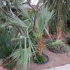 Image result for Nannorrhops