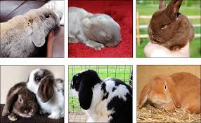 Everything You Need To Know 1 Mini Lops Pretty Pets World
