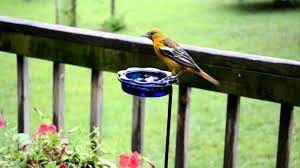 Cleaning a feeder must be done at least once every two weeks. Wild Bird House Orioles Eating Grape Jelly On A Rainy Day With Relaxing Sounds Of Nature Youtube