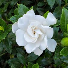 Image result for Gardenia subacaulis