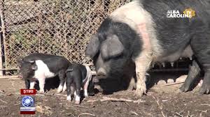 Creșterea porcilor în gospodărie, doar cu respectarea anumitor condiții de biosecuritate, comercializarea țăranii nu vor mai avea dreptul să crească porci în gospodărie nici măcar pentru autoconsum dacă nu respectă anumite reguli de biosecuritate, în timp ce vânzarea porcilor va fi. Ordin Cu Scandal Maxim 5 Porci Intr O GospodÄrie Youtube