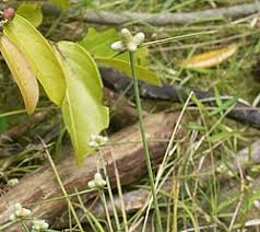 Image result for Lipocarpha rehmannii