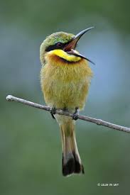 Colorful Bird With Big Feathers Fairy Wren Wee Bee Eater Photo By Wildimages Pet Birds Bee Eater Beautiful Birds