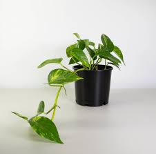Scindapsus pictus scindapsus pictus is a very common houseplant available for sale. Golden Pothos Devil S Ivy Money Plant Plantandpot Nz