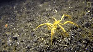 Image result for Pycnosphaera