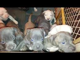 Pit bull puppies & pit bull breeders. Blue Nose Pitbull Puppies For Sale Nj 06 2021