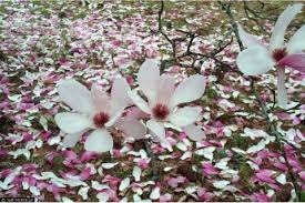 Image result for Magnoliaceae
