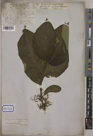 Image result for Vangueria madagascariensis