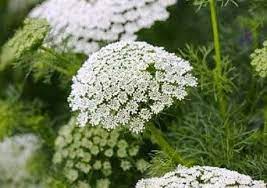 Ammi Majus Flower Images Best Flower Wallpaper