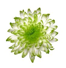 Check spelling or type a new query. Lime Green Zembla Rio Roses