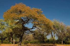 Image result for Burkea africana