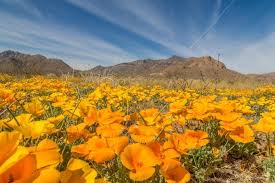 We have reviews of the best places to see in el paso. El Paso S Poppy Bloom Is One Of The Most Colorful In Years Texas Highways El Paso Trip Travel
